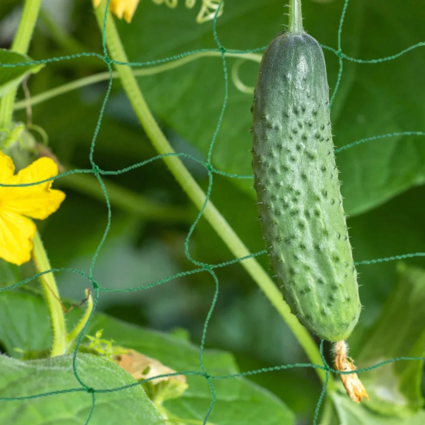 Garden Plants Trellis Netting Fine Mesh All-Weather Trellis Netting Mesh for Vegetable Plants Fruits Flowers Crops MIAO-US