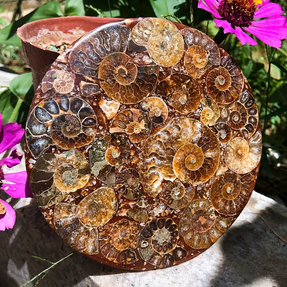 Natural Conch Fossil Disc Decoration Bohemian Handcrafted Crystal Art