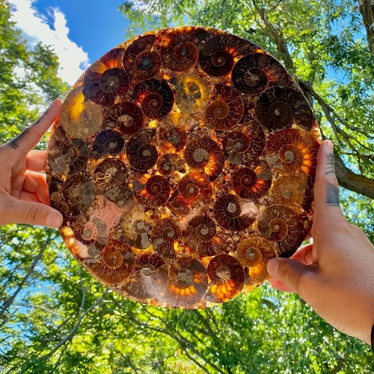 Natural Conch Fossil Disc Decoration Bohemian Handcrafted Crystal Art