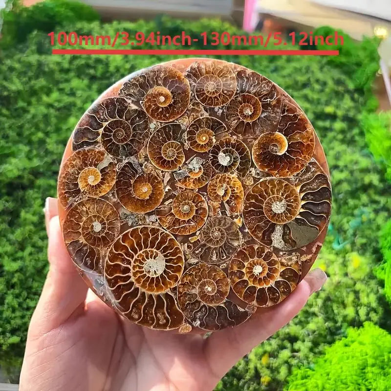 Natural Conch Fossil Disc Decoration Bohemian Handcrafted Crystal Art