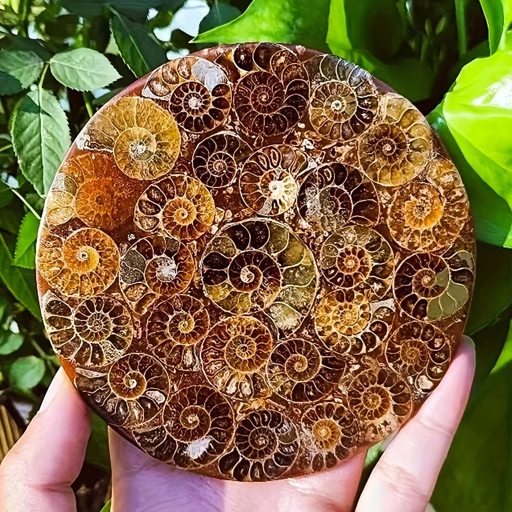 Natural Conch Fossil Disc Decoration Bohemian Handcrafted Crystal Art