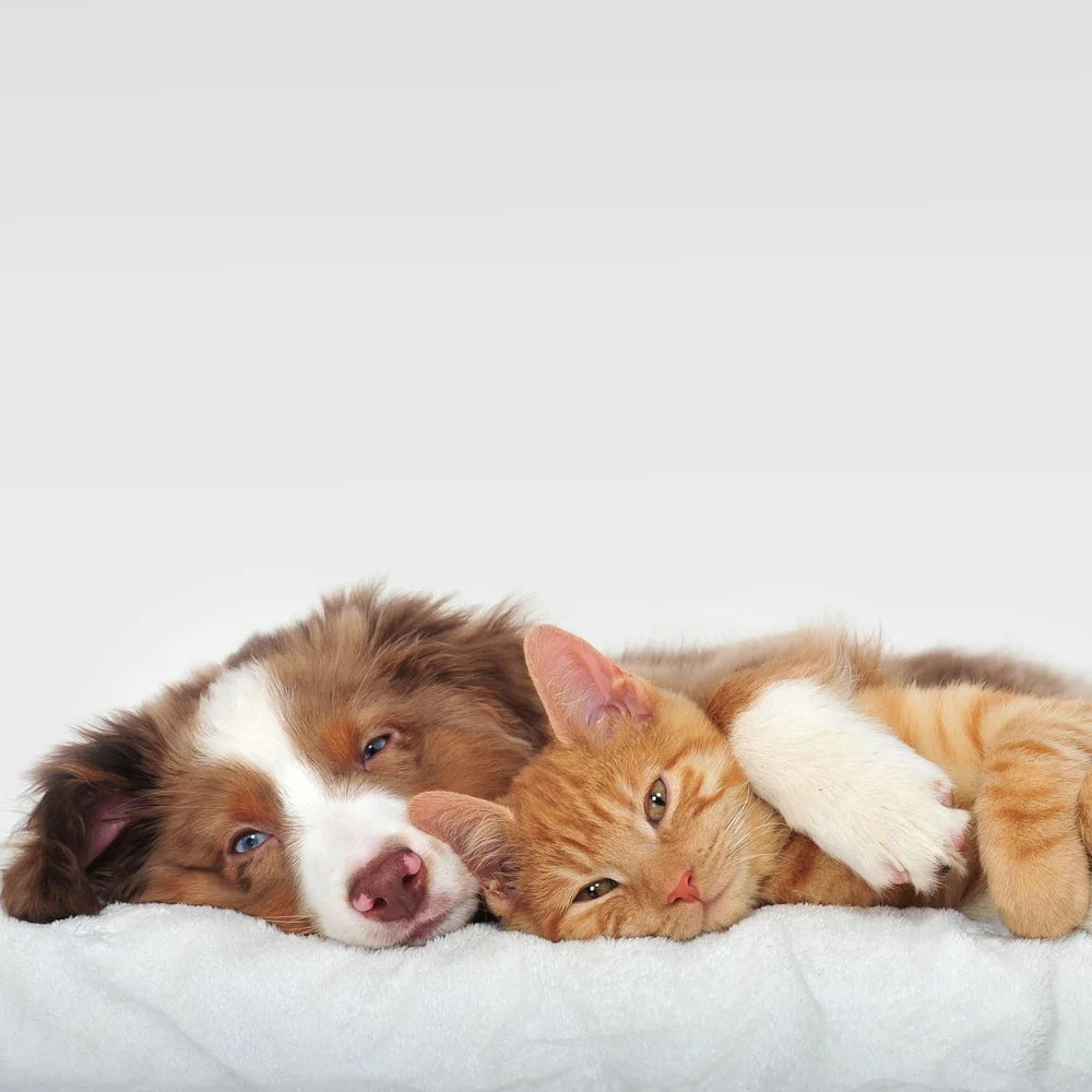 NONECN Dog Bed Replacement Cover Washable Non-Slip Slipcover