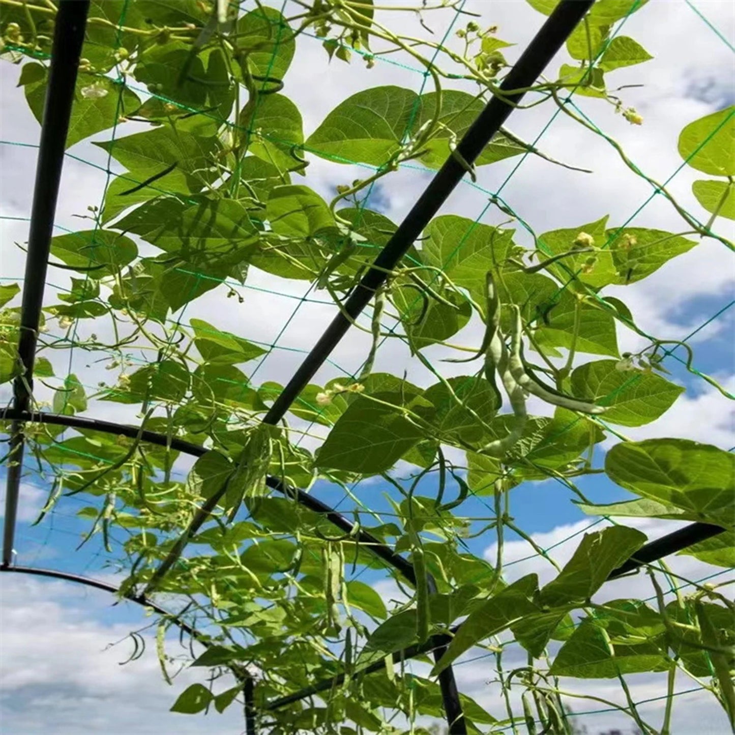 Garden Plants Trellis Netting Fine Mesh All-Weather Trellis Netting Mesh for Vegetable Plants Fruits Flowers Crops MIAO-US