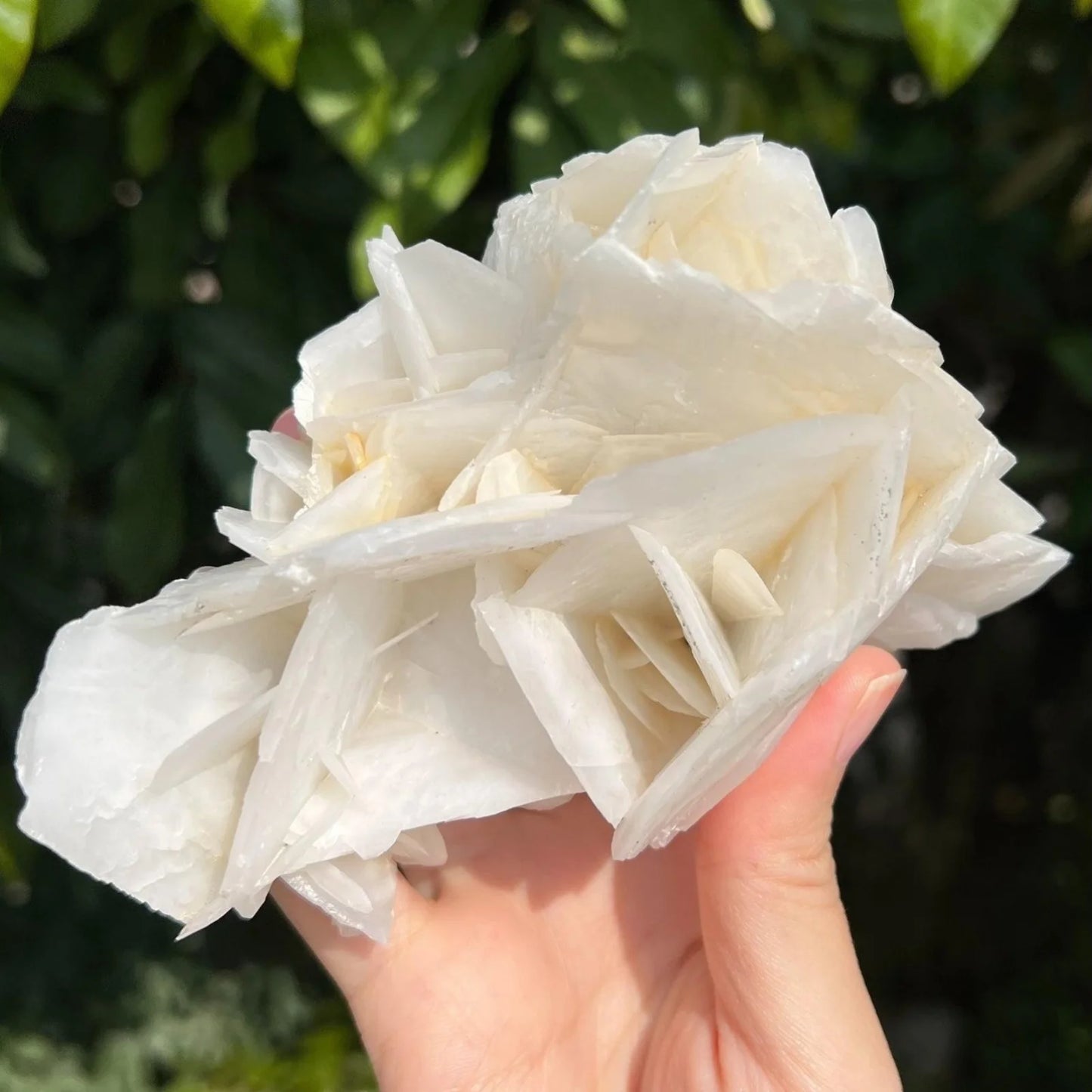 CrystalHola Rose Calcite Mineral Specimen UV Reactive Home Decor