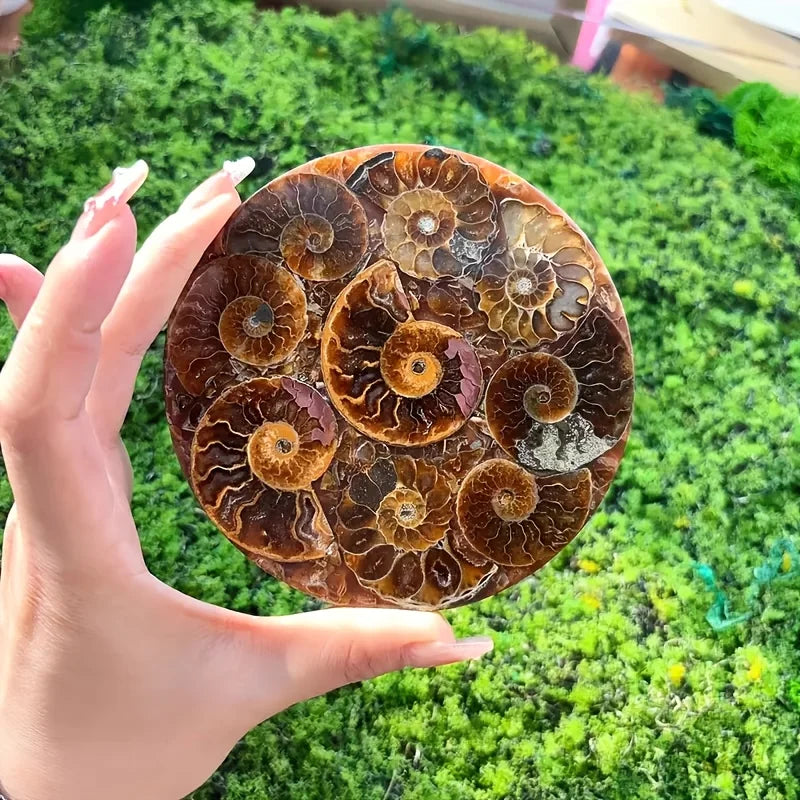 Natural Conch Fossil Disc Decoration Bohemian Handcrafted Crystal Art